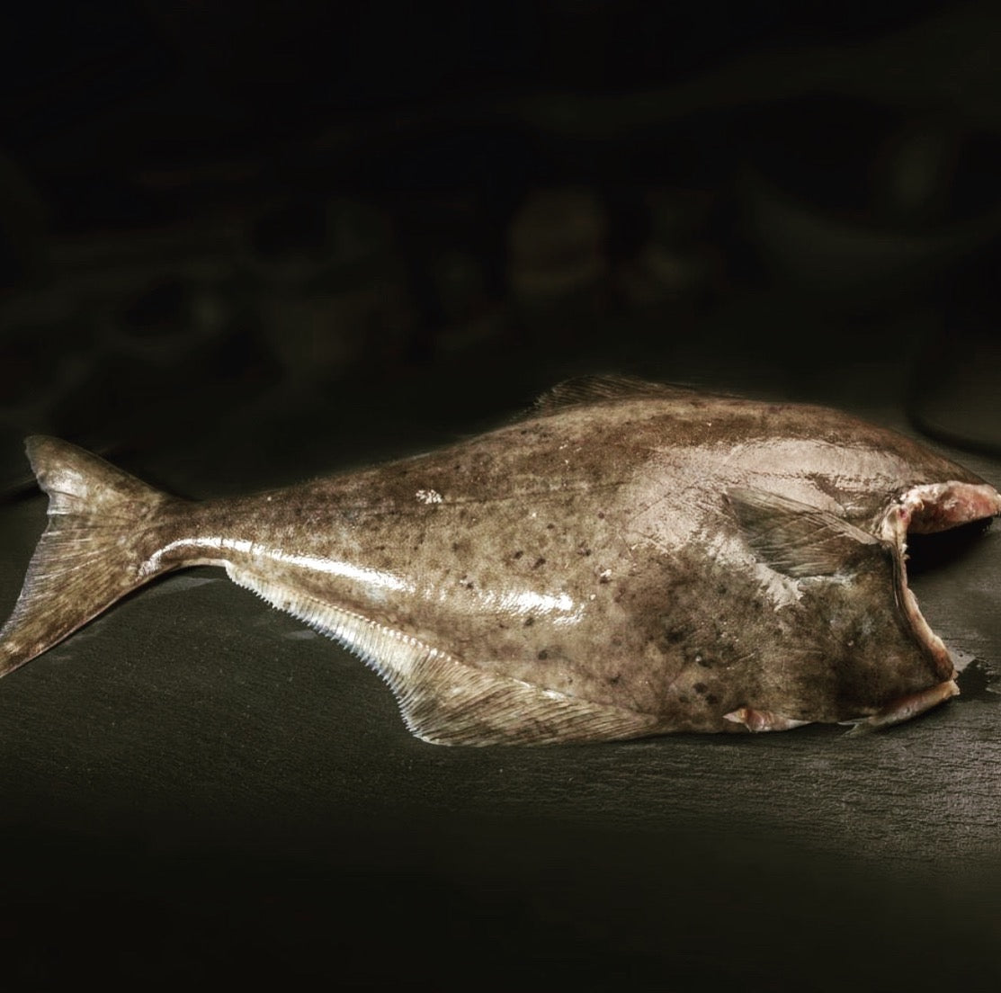 Fresh Wild-Caught Pacific Halibut – Delivered Chilled from Global Seafoods