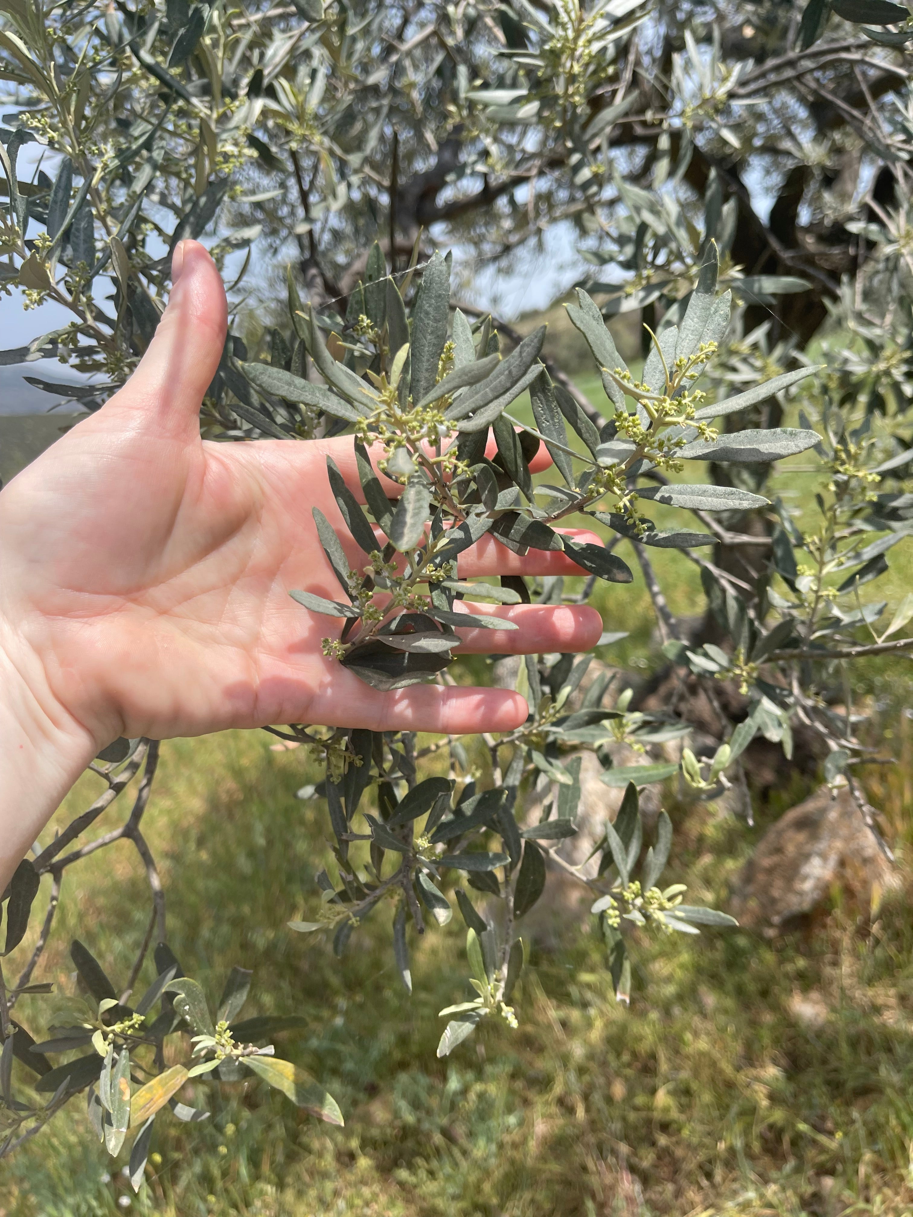 Extra Virgin Olive Oil from Kores Estate