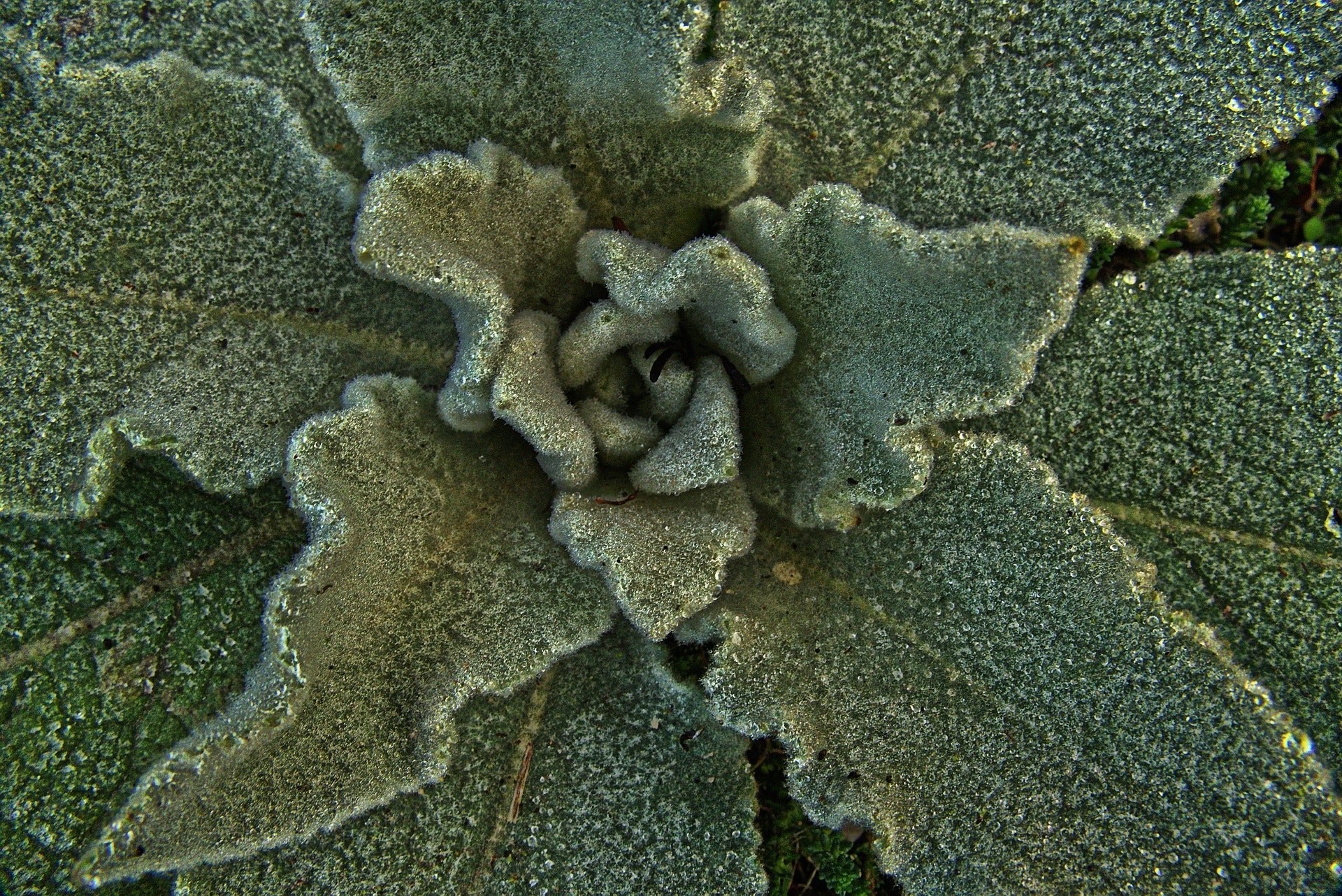 Mullein Leaf, Cut, Sifted